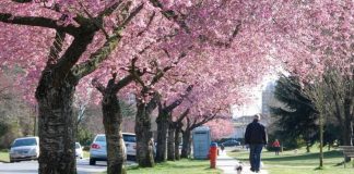 جشنواره شکوفههای گیلاس ونکوور 2022