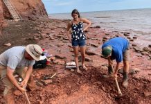 کشف یک فسیل ۳۰۰ میلیون ساله توسط معلم مدرسه