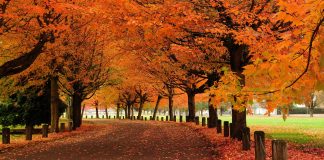 بهترین نقاط ونکوور برای لذت بردن از مناظر پاییزی