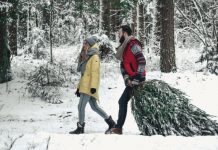 راهنمای برداشت درخت کریسمس در آلبرتا