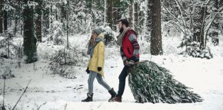 راهنمای برداشت درخت کریسمس در آلبرتا