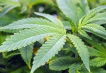 حقایق جالب و خواندنی درباره کانابیس