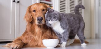 امکان سرپرستی صدها حیوان خانگی در سراسر کانادا