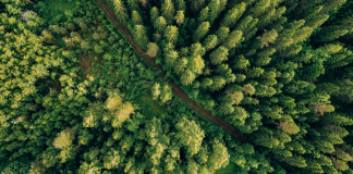 کوتاهی دولت در اجرای برنامه کاشت دو میلیارد درخت تا 2030