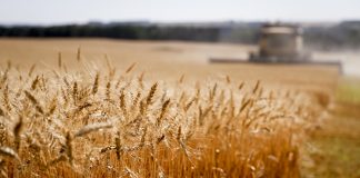 کمبود نیروی کار و خطر رشد شدید قیمت مواد غذایی