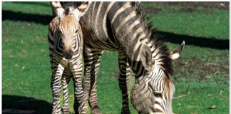 تولد یک کره گورخر در باغوحش کلگری