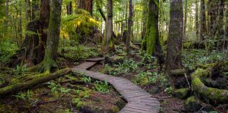 معرفی چشمنوازترین جاذبههای Vancouver Island