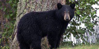 جریمه 7,500 دلاری بخاطر شلیک به خرس سیاه در پارک جسپر