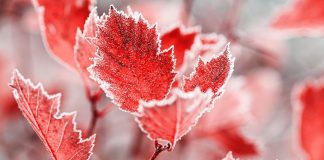 پاییز خنکتر از نرمال در راه کانادا