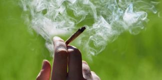 شهرهای کانادا در میان بزرگترین مصرفکنندگان کانابیس جهان