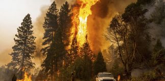 ادامه آتشسوزی در جنگلهای کشور و شکته شدن رکورد آلایندگی