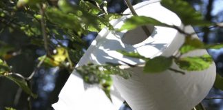 قطع سالانه دو میلیون درخت برای تولید دستمال توالت