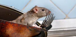 جمعیت موشها در کدام شهر کانادا بیشتر است