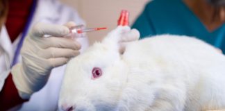 ممنوعیت آزمایش محصولات آرایشی و زیبایی بر روی حیوانات