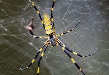 احتمال ورود عنکبوت غولپیکر جورو به کانادا