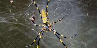 احتمال ورود عنکبوت غولپیکر جورو به کانادا