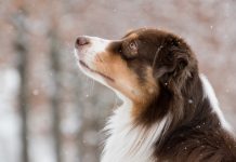 مراقبت از حیوان خانگی در برابر سرمای شدید کلگری