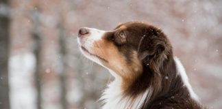 مراقبت از حیوان خانگی در برابر سرمای شدید کلگری