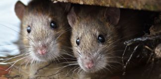 رشد چشمگیر جمعیت موشها در حومه شهرها