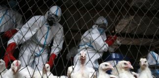 شیوع گسترده آنفولانزای پرندگان در کانادا