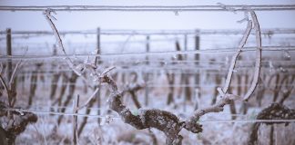 کاهش 99 درصدی تولید شراب بریتیشکلمبیا در سال جاری