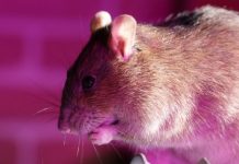 آشنایی با شش باور نادرست در مورد موشها