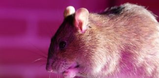 آشنایی با شش باور نادرست در مورد موشها