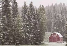 بارش برف برخی نواحی آلبرتا را سفیدپوش کرد