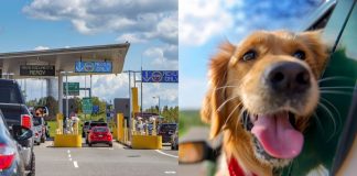 قوانین جدید ایالاتمتحده برای مسافران دارای سگ