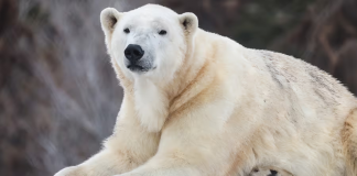 مرگ خرس قطبی در باغوحش کلگری