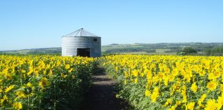 تماشای گلهای آفتابگردان در Bowden Sunmaze