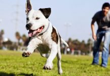 هفت پارک ایدهآل کلگری برای گردش سگها