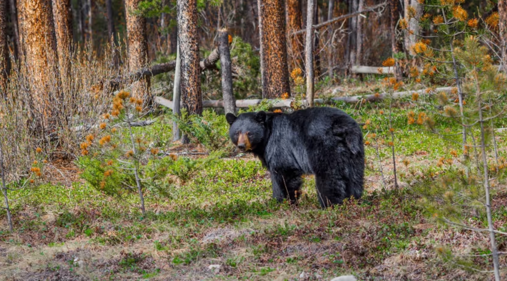 صدور هشدار خرس برای اردوگاهی در نزدیکی کنمور