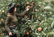 تجربه سیبچینی در باغهای اطراف ونکوور