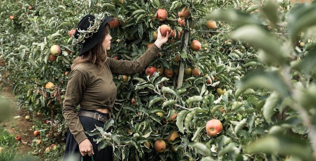 تجربه سیبچینی در باغهای اطراف ونکوور