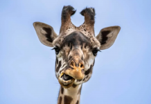 با ساکن جدید باغوحش کلگری آشنا شوید