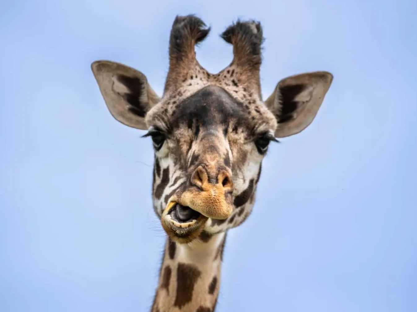 با ساکن جدید باغوحش کلگری آشنا شوید