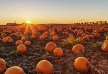 معرفی بهترین مزارع کدو تنبل در مترو ونکوور