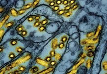 شناسایی اولین مورد آنفولانزای پرندگان در کانادا