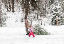 نواحی مجاز برای قطع درخت کریسمس در آلبرتا