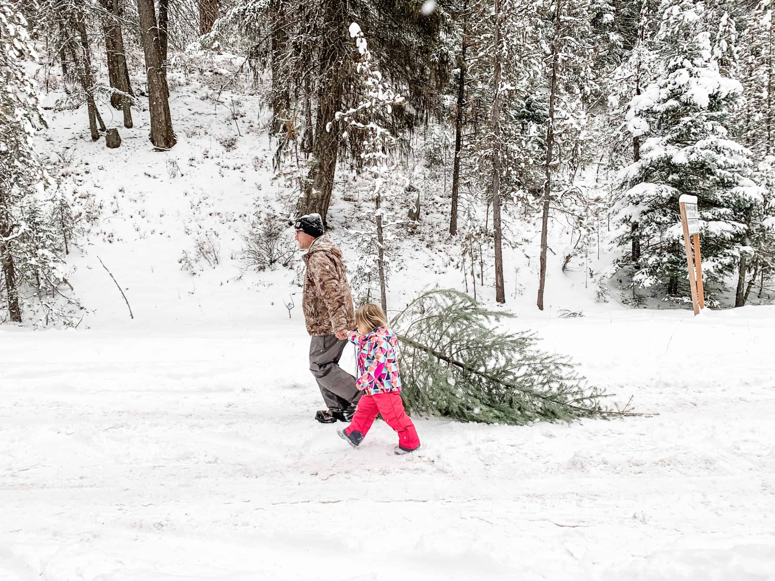 نواحی مجاز برای قطع درخت کریسمس در آلبرتا