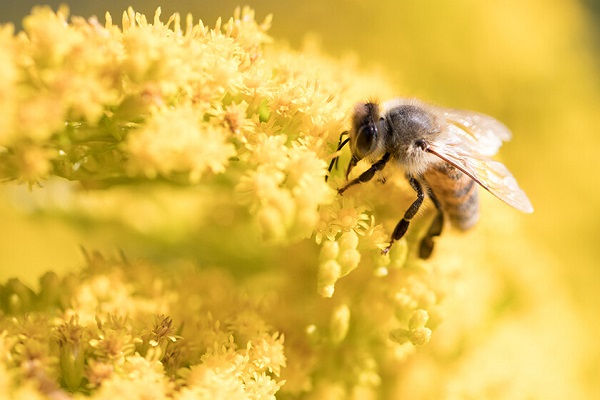 JOURNÉE MONDIALE DES ABEILLES