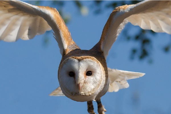 OISEAUX DE PROIE : LES VIRTUOSES DU CIEL