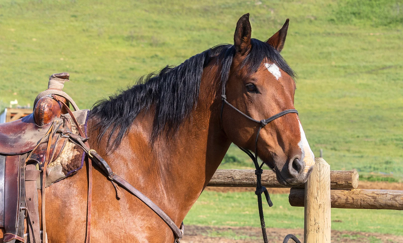 Horse Livestock Insurance