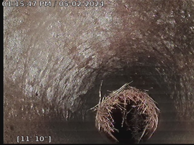 Root Infiltration