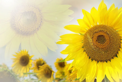 Helene's Natural Soap