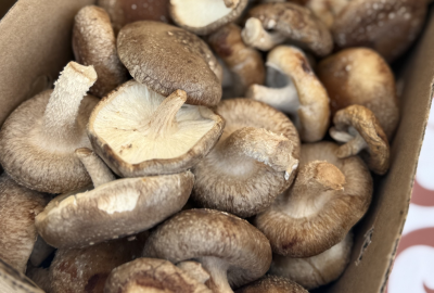 Marks Mushrooms