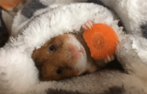 11 Reasons To Join The #GOODWILLCHALLENGE 6 relaxing om nom GIF downsized