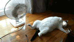 11 Reasons To Join The #GOODWILLCHALLENGE 11 hot summer GIF downsized
