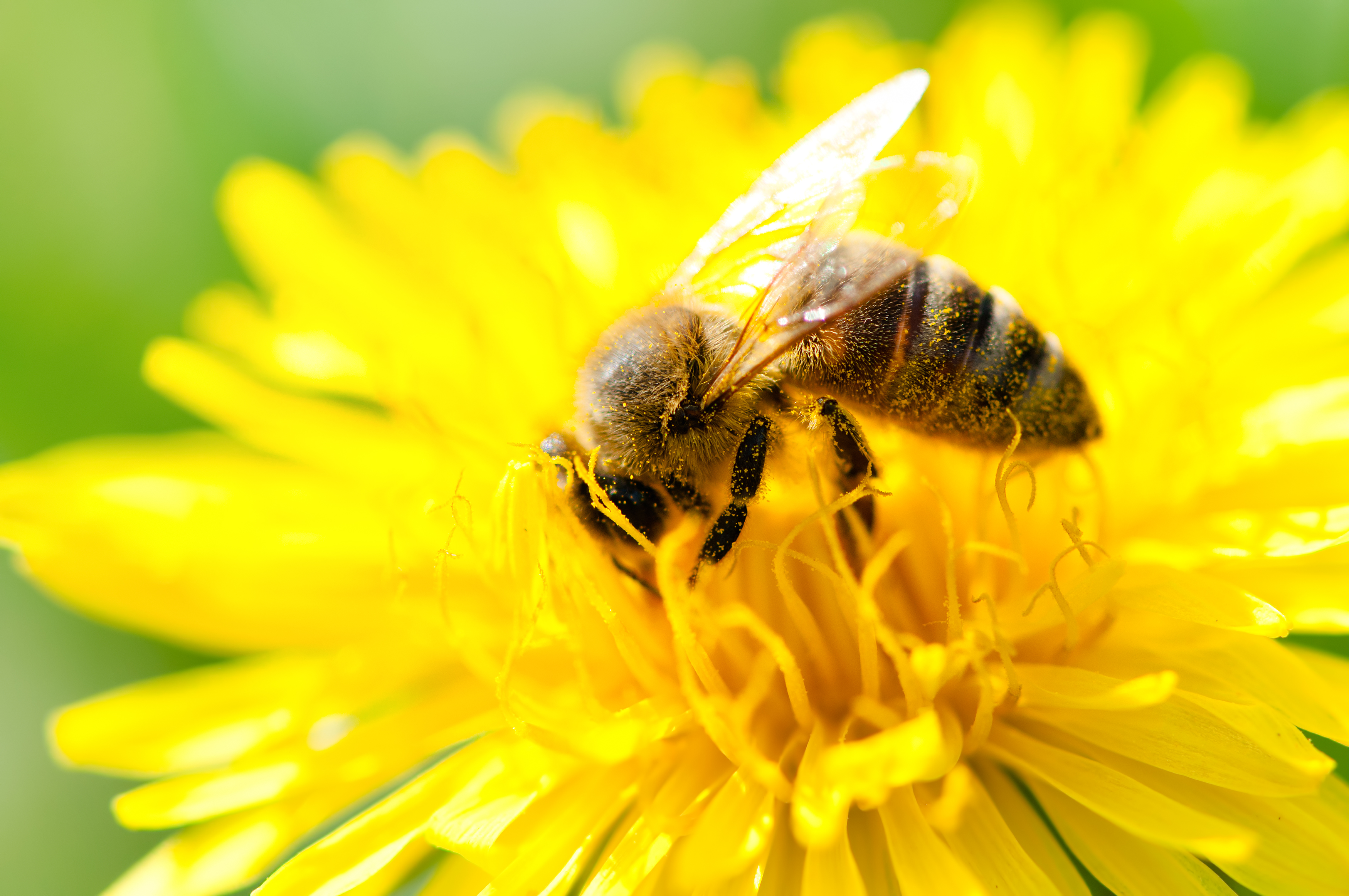 Appel aux citoyens à construire des « hôtels » pour les insectes